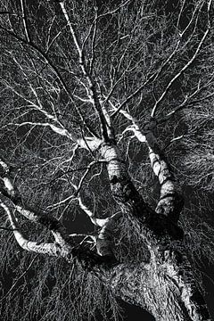 Trunk and branches of birch in winter in black and white by Dieter Walther