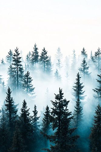 Mistige bossen met dennenbomen