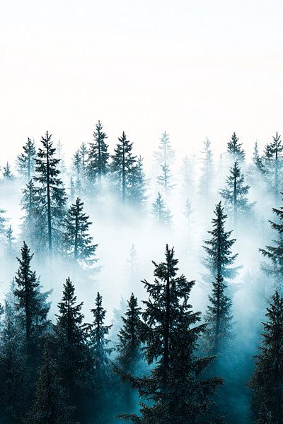 Misty forests with pine trees by Imperial Art House
