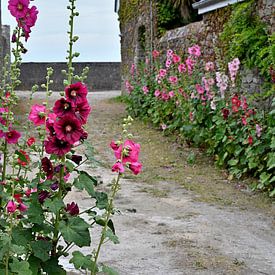 Hollyhocks in french alley by 7Horses Photography