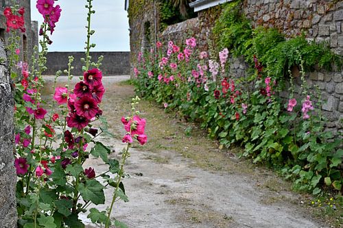 Steinpilze in französischer Gasse von 7Horses Photography