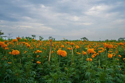 Een veld met Goudsbloemen (2)
