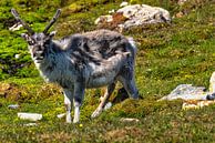 Spitsbergen rendieren van Kai Müller thumbnail