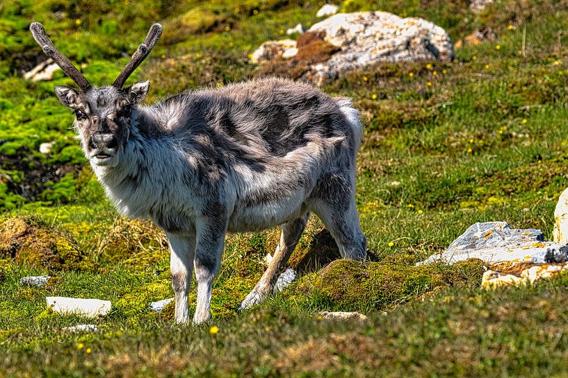 Svalbard reindeer by Kai Müller