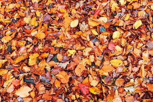 Bladerdek in het bos in de herfst von Dennis van de Water