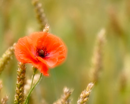 Verträumtes Bild einer Mohnblume im Getreidefeld
