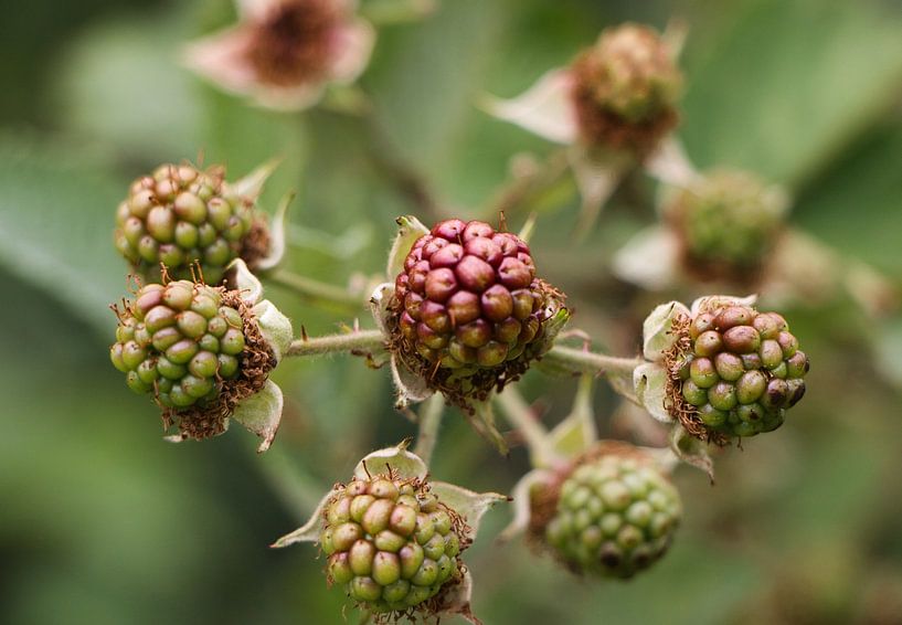 Artful blackberries by Natuurpracht   Kees Doornenbal