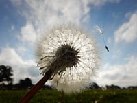Paardenbloem zaadjes