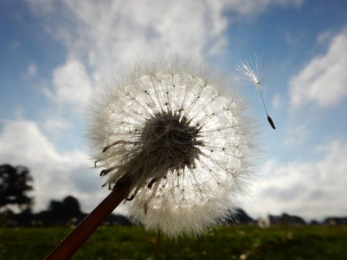 Paardenbloem zaadjes