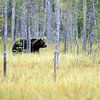 Wilder Braunbär von Albert Beukhof