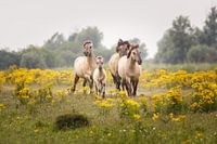 Vier Wildpferde