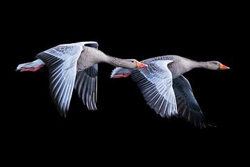 Flying greylag geese by Manon van Althuis