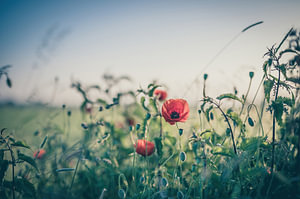 Blumen Teil 149