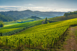 Chianti-Weinberge und das Dorf Radda in Chianti – Blick auf die Toskana