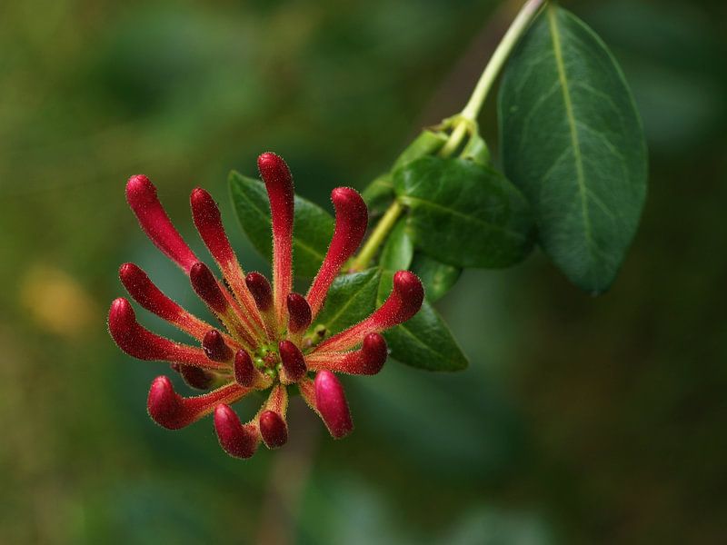 Honeysuckle by Mario de Lijser