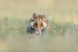 Eating wild hamster by Jasper Kok