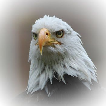 Siehe - Eagle 3