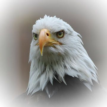 Siehe - Eagle 3 von Ingrid Kerkhoven Fotografie