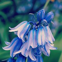Bluebells