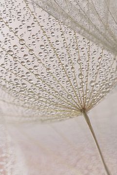 Pastel colours in the morning: Water droplets hang from a fluffy fabric by Marjolijn van den Berg
