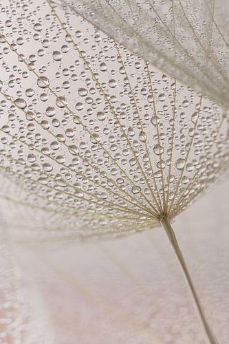 Pastelkleuren in de ochtend: De waterdruppeltjes hangen aan een pluisje