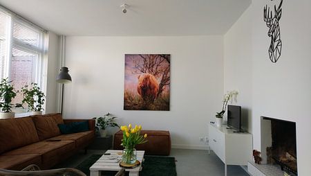 Schottischer Highlander