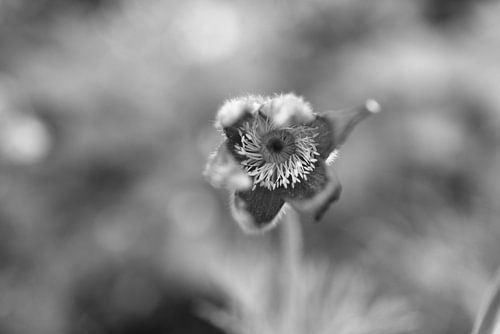 De eerste bloemen in de tuin in het Emsland