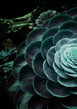 DARKSIDE OF SUCCULENTS V-2 van Pia Schneider