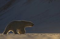 IJsbeer in weids ijslandschap van AGAMI Photo Agency thumbnail