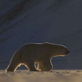 IJsbeer in weids ijslandschap van AGAMI Photo Agency