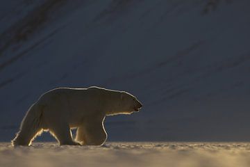 Polar Bear walking on pack ice by AGAMI Photo Agency
