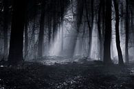 Capela forest, Julien Oncete by 1x thumbnail