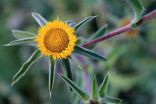 Yellow Beauty