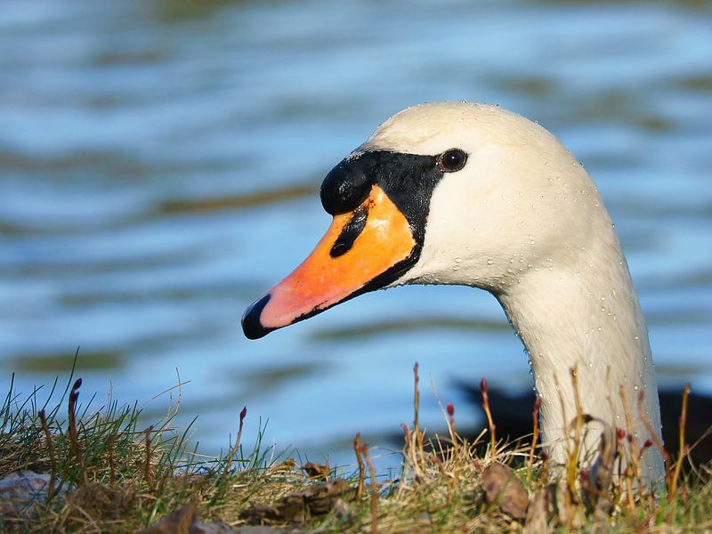 Cygne blanc, cygne tuberculé, sur l'eau. par Martin Köbsch