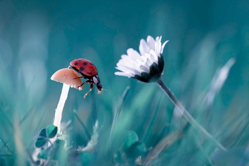 Het verhaal van de dame bug die probeert de paddestoel convice om een ​​datum met de prachtige daisy van 1x