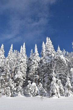 A forest after the storm by Claude Laprise