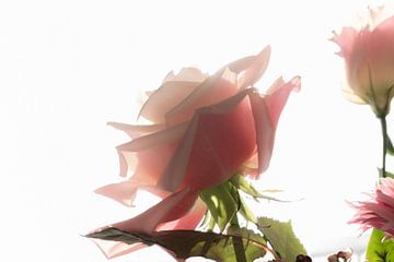 Roze roos van Sense Photography