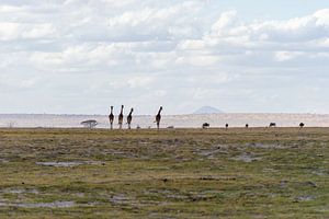 Tiere in der Landschaft Kenias.