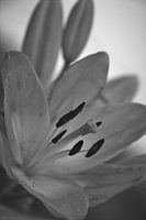 Speaking stamens