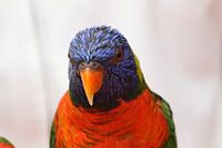 Lorikeet