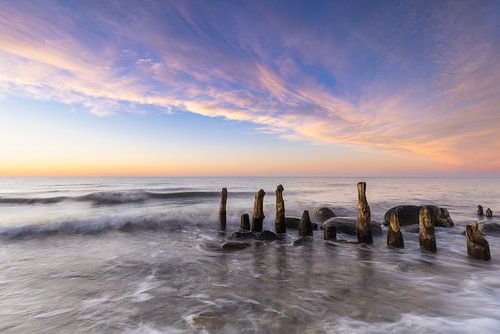 vieux épis dans la dernière lumière