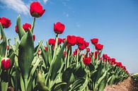 Rode tulpen in een bollenveld tegen een blauwe lucht van Expeditie Aardbol thumbnail