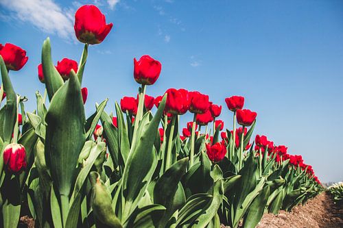 Rode tulpen in een bollenveld tegen een blauwe lucht