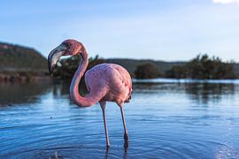 Flamingo by Marjon Boerman