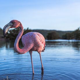 Flamingo van Marjon Boerman