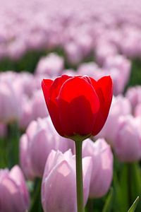 eine rote Tulpe im Gegenlicht in einem rosa Tulpenfeld