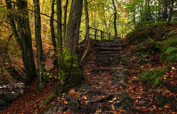 Recovery hike in the Belgian Ardennes: An enchanting natural spectacle by Hevonax Photography