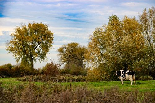 Herfstgoud boven de Polder
