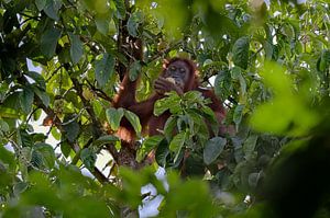 Een wilde orang-oetan die in een boom eet