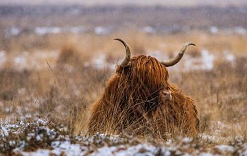 Scottish Highland cattle 29 by Jan Peter Nagel